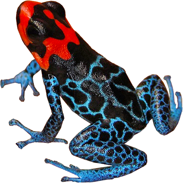 Blessed Dart Frog